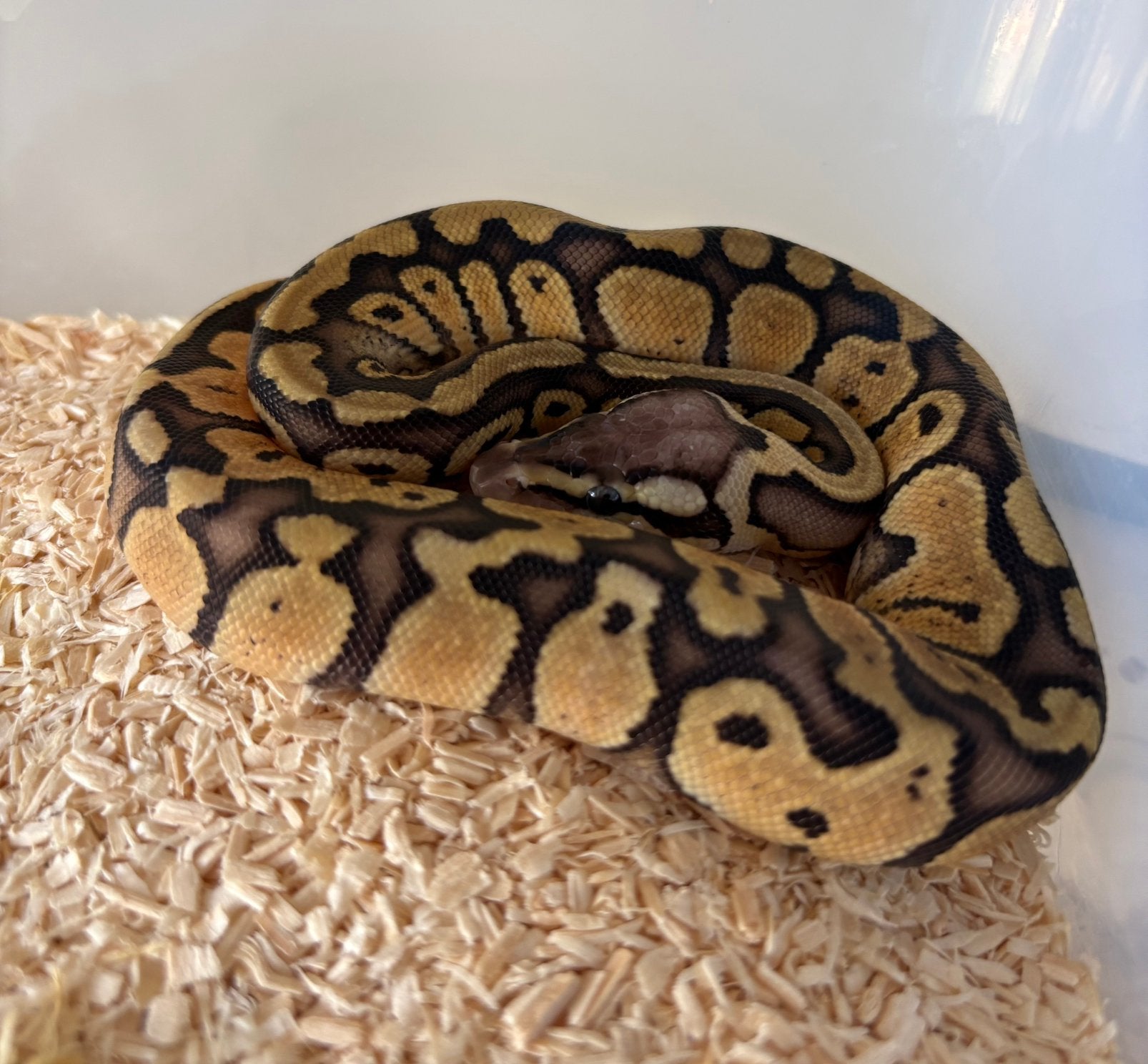 Pastel Red Stripe dh DG Clown vrouw koningspython ballpython Ball Python photo 2