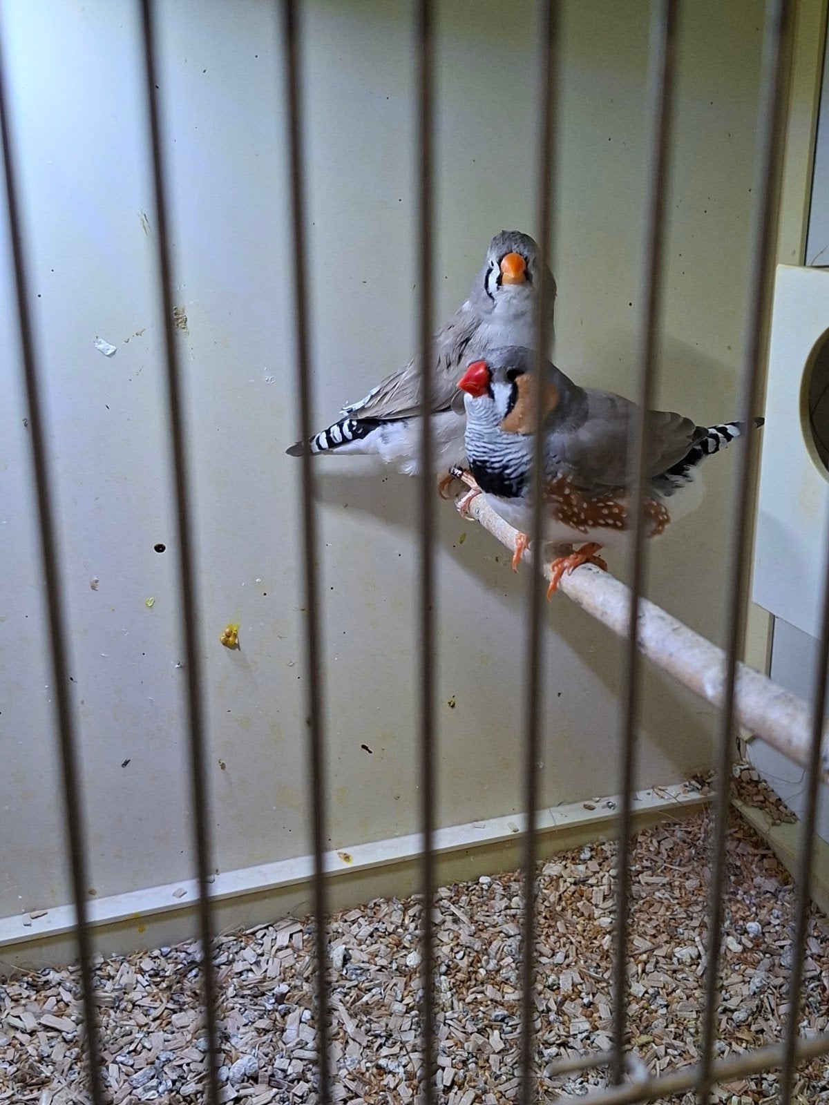bewezen koppel grote zebravinken, Meerdere dieren, Tropenvogel, Geringd