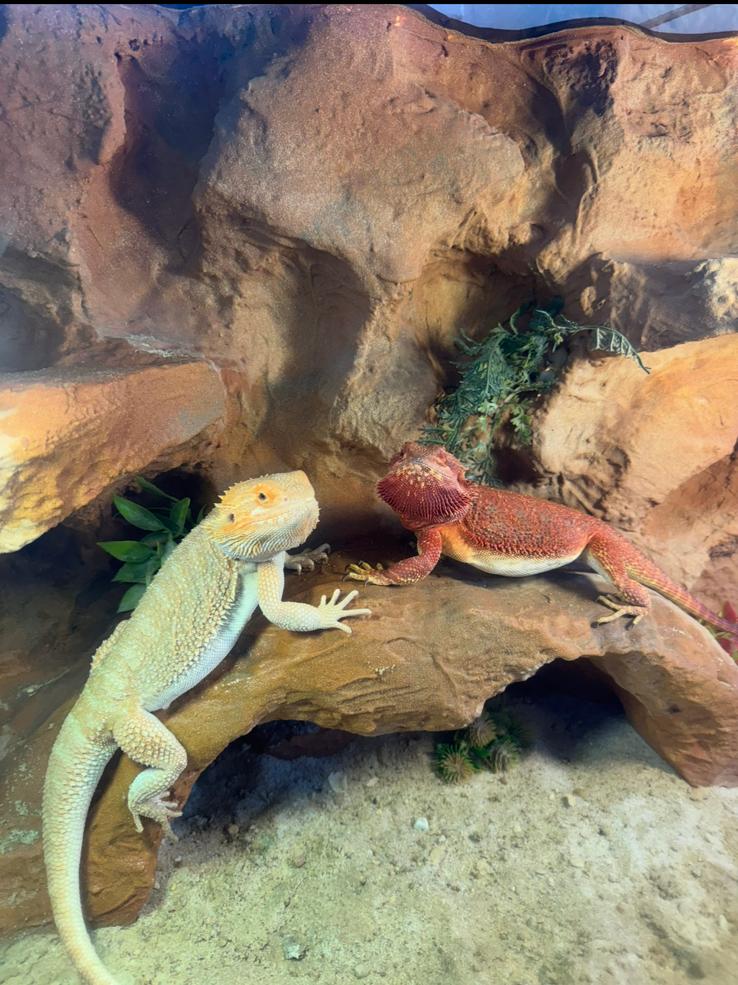 Jonge baardagamen Tekoop Red Hypo / Hypo zero, Dieren en Toebehoren, Reptielen en Amfibieën, Overige soorten, 0 tot 2 jaar