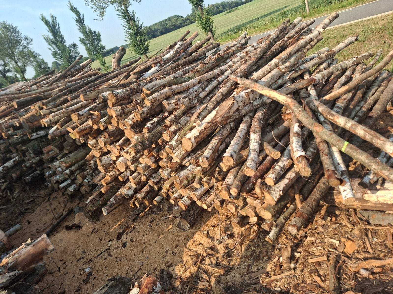 berkenstammetjes zie omschrijving, 6 m³ of meer, Ophalen of Verzenden, Berkenhout, Stammen