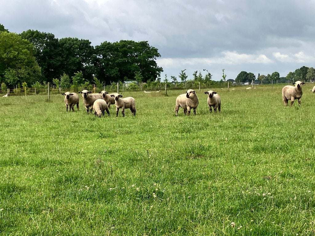 Te koop Hampshire Down ooilammeren, Vrouwelijk, Schaap, 0 tot 2 jaar