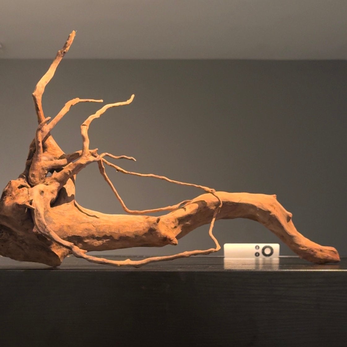 Uniek stuk Spiderwood / Driftwood / Kienhout, Hout Decoratie, Dieren en Toebehoren, Ophalen of Verzenden, Zo goed als nieuw, Plant(en), Steen of Hout
