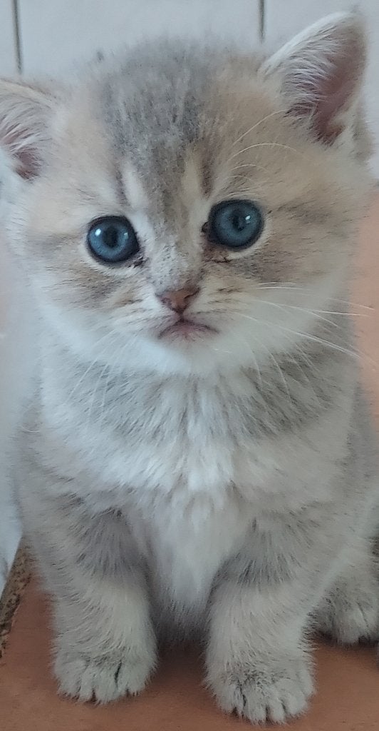 Prachtige Britse langhaar/ korthaar KITTENS, Meerdere dieren, Ontwormd, 0 tot 2 jaar