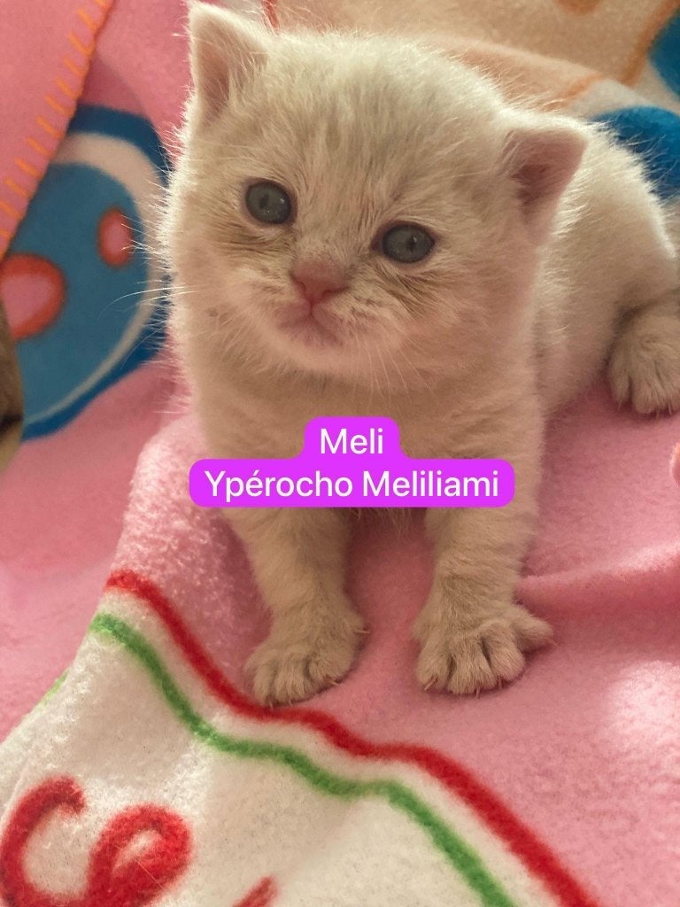 Brits korthaar, Dieren en Toebehoren, Kater, Ingeënt