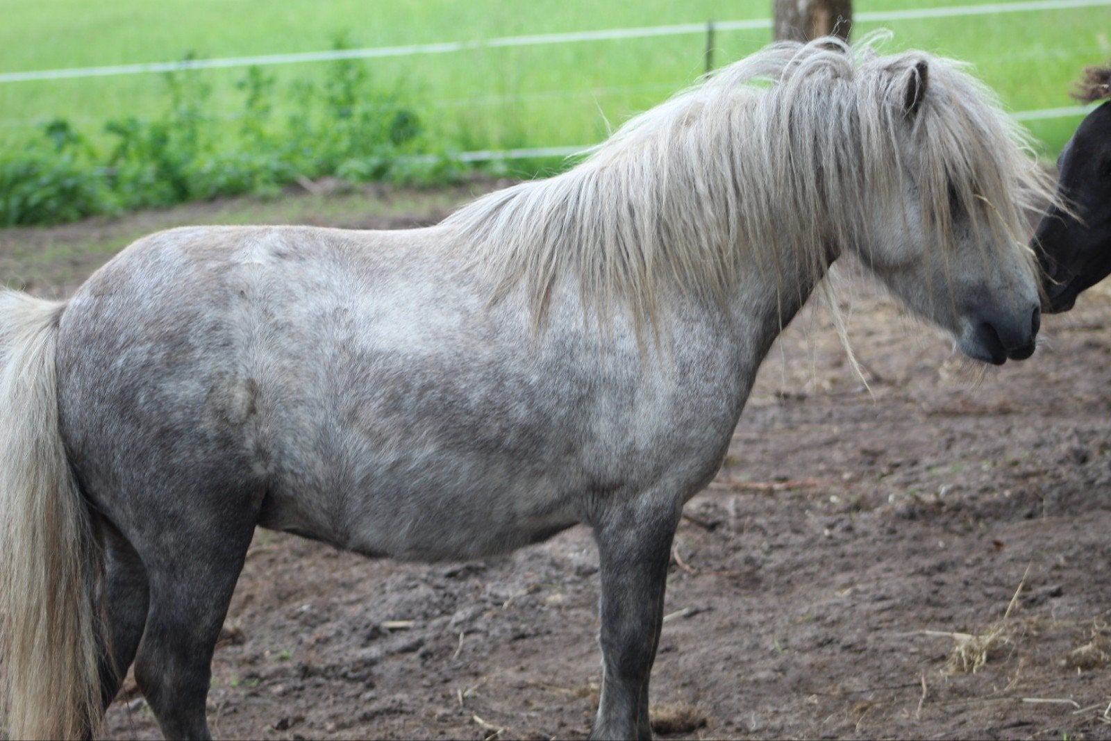 Shetlander merrie, Dieren en Toebehoren, Merrie