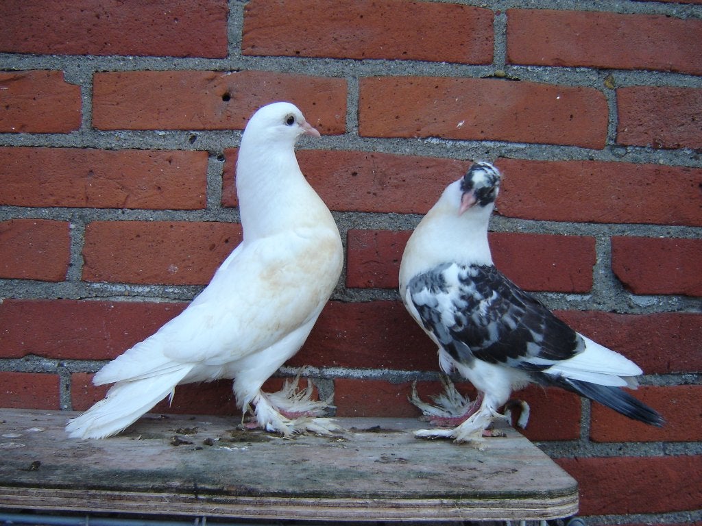 Sierduiven '', Dieren en Toebehoren, Meerdere dieren, Overige soorten