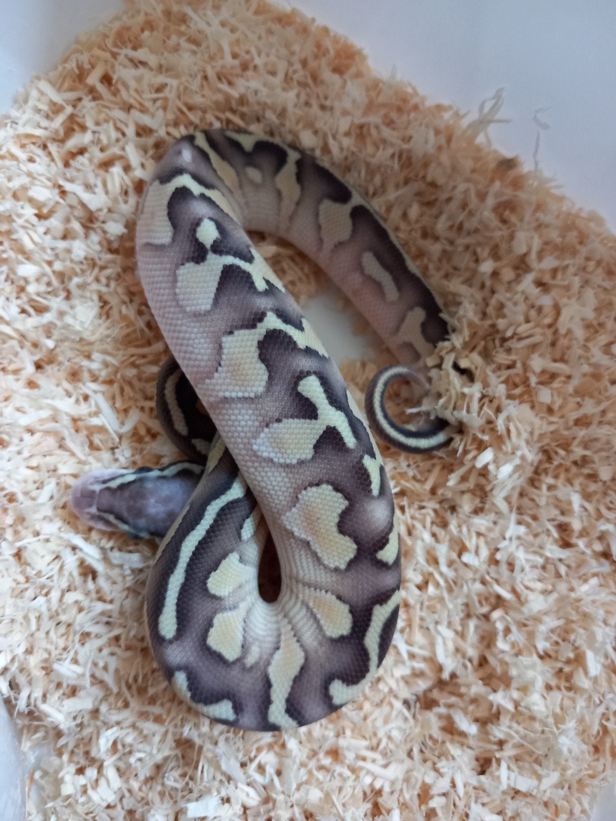 Python regius 0.1 butter pastel 66% het hypo nk26