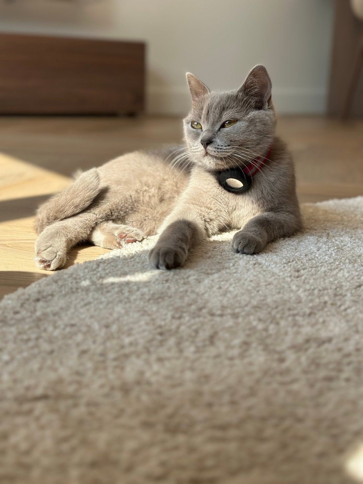 Lieve British Shorthair zoekt een nieuw thuis, Poes