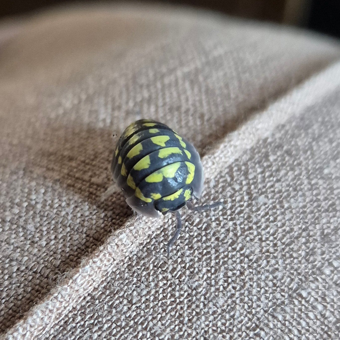 Armadillium gestroi 50 stuks, Overige soorten