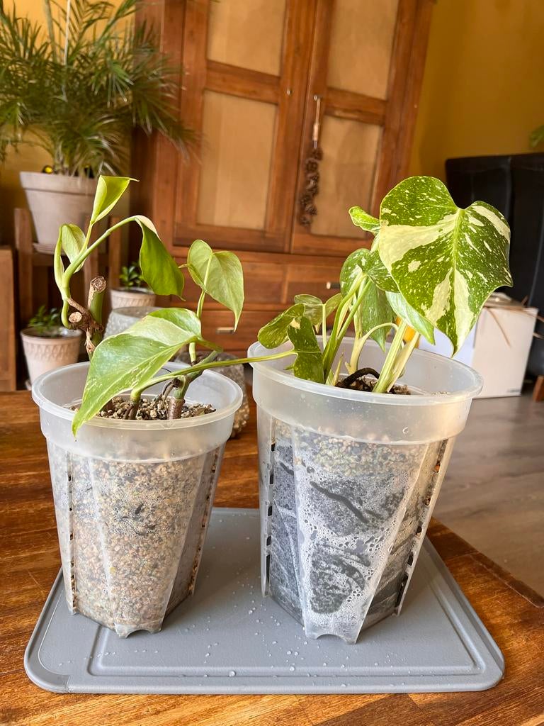 Monstera gatenplant met variegata op pon, Huis en Inrichting, Kamerplanten, Ophalen, Overige soorten, Halfschaduw, In pot