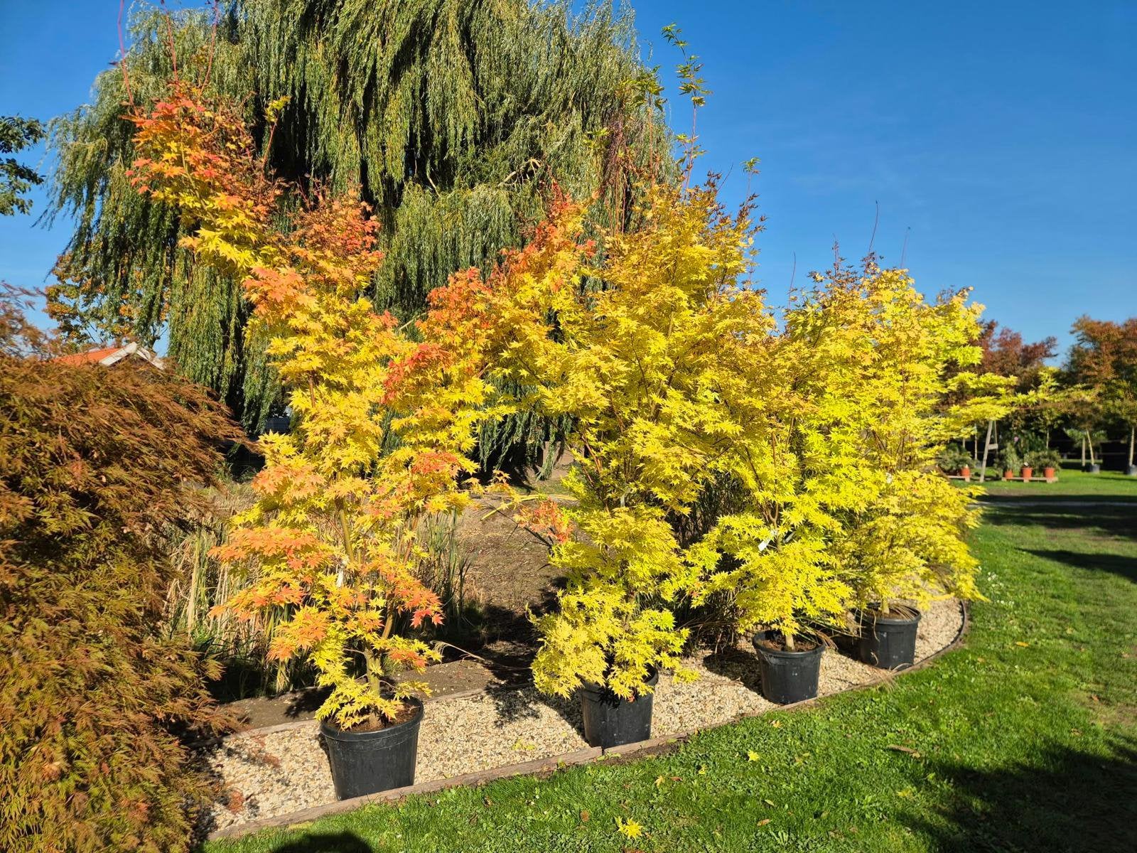 Japanse esdoorn acer palm Sangukaku 225/250 cm, Tuin en Terras, Vaste plant, Bloeit niet, Halfschaduw, Ophalen