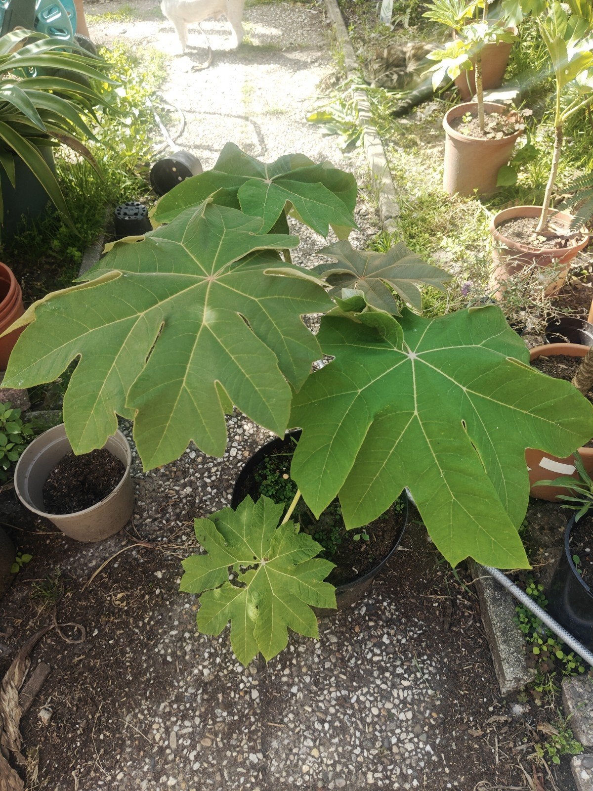 Tetrapanax steroidal giant, Minder dan 100 cm, Zomer, Volle zon, In pot