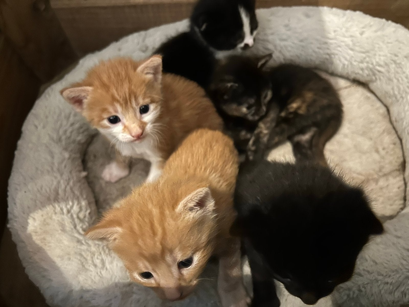 5 Boerderij kittens (lapjes poes en katertjes), Dieren en Toebehoren, Meerdere dieren, Kortharig, 0 tot 2 jaar