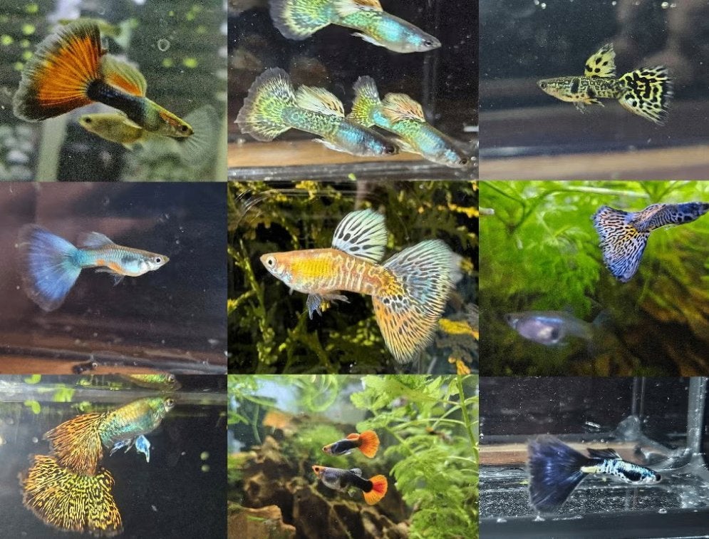 Allerlei prachtige soorten rasguppies!, Dieren en Toebehoren, Vis, Zoetwatervis