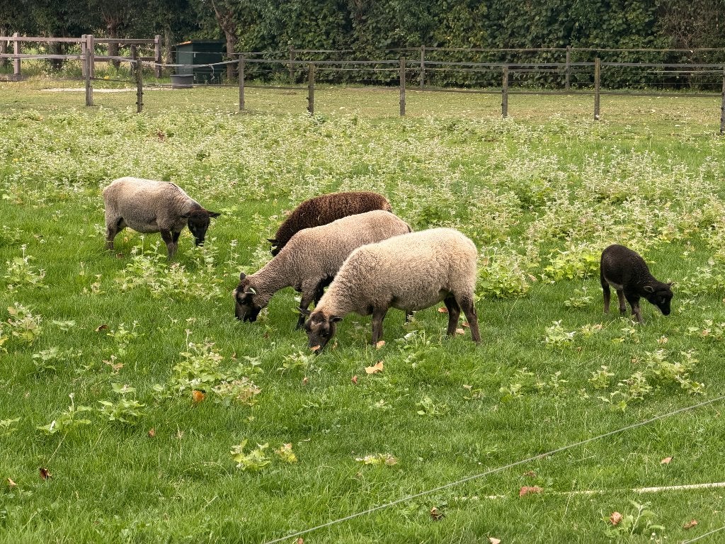 Shetland schapen, Dieren en Toebehoren, Vrouwelijk, Schaap, 0 tot 2 jaar