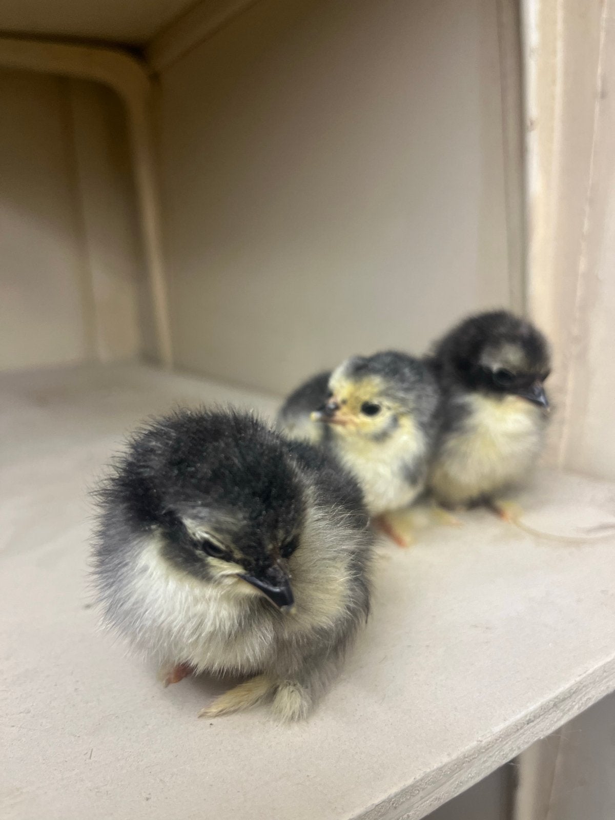 Kuikens wyandotte cochin, Dieren en Toebehoren, Geslacht onbekend, Kip
