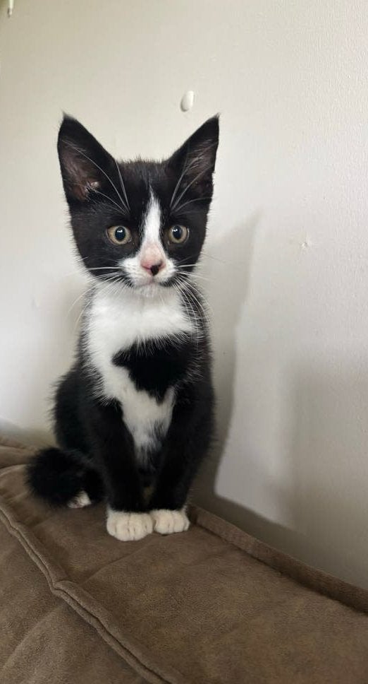 Zwarte kitten met witte aftekeningen, Kater, Kortharig, 0 tot 2 jaar