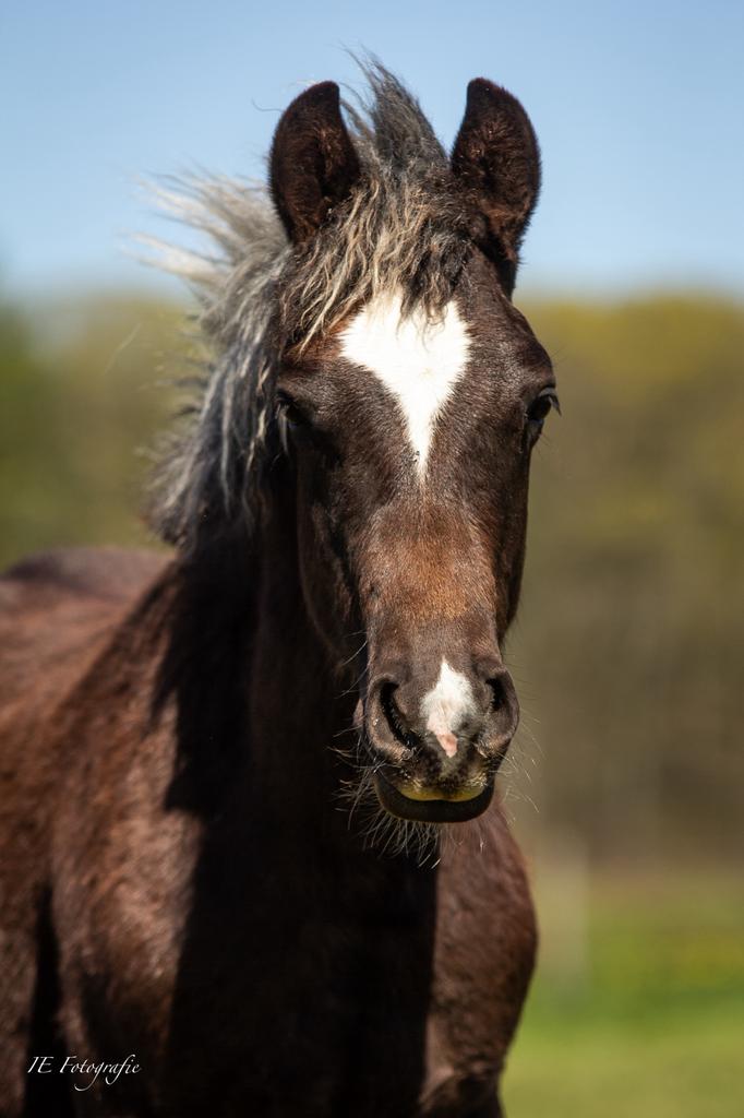 schwarzwälder fuchsen te koop, Dieren en Toebehoren, Paarden, Minder dan 160 cm, B, 0 tot 2 jaar, Meerdere dieren
