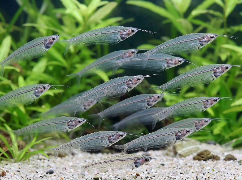 Indische glasmeerval - Kryptopterus bicirrhis - Koidreams, Vis, Zoetwatervis