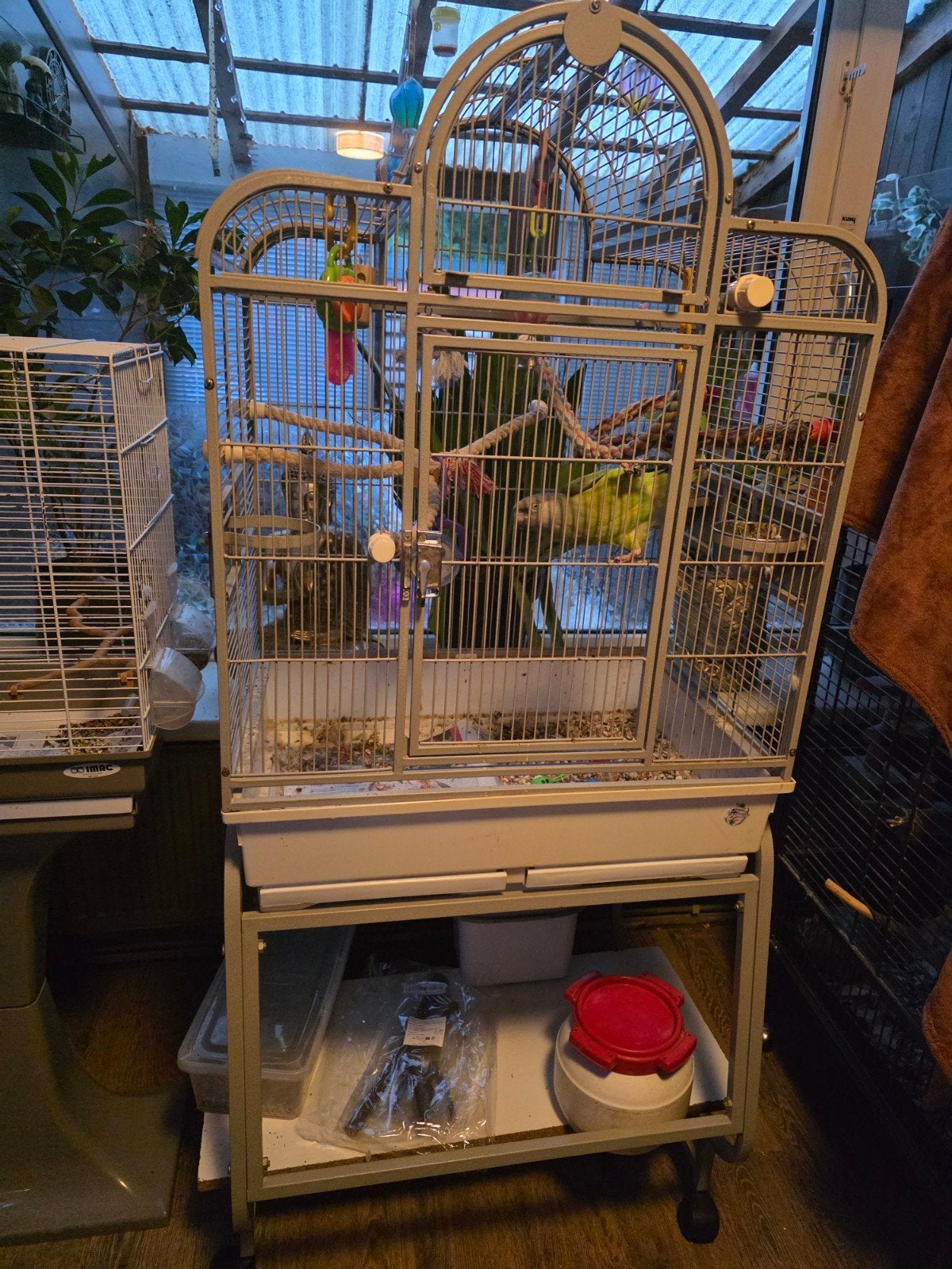 bonte boer man 1jaar oud met kooi, Dieren en Toebehoren, Vogels | Parkieten en Papegaaien, Mannelijk, Papegaai, Tam