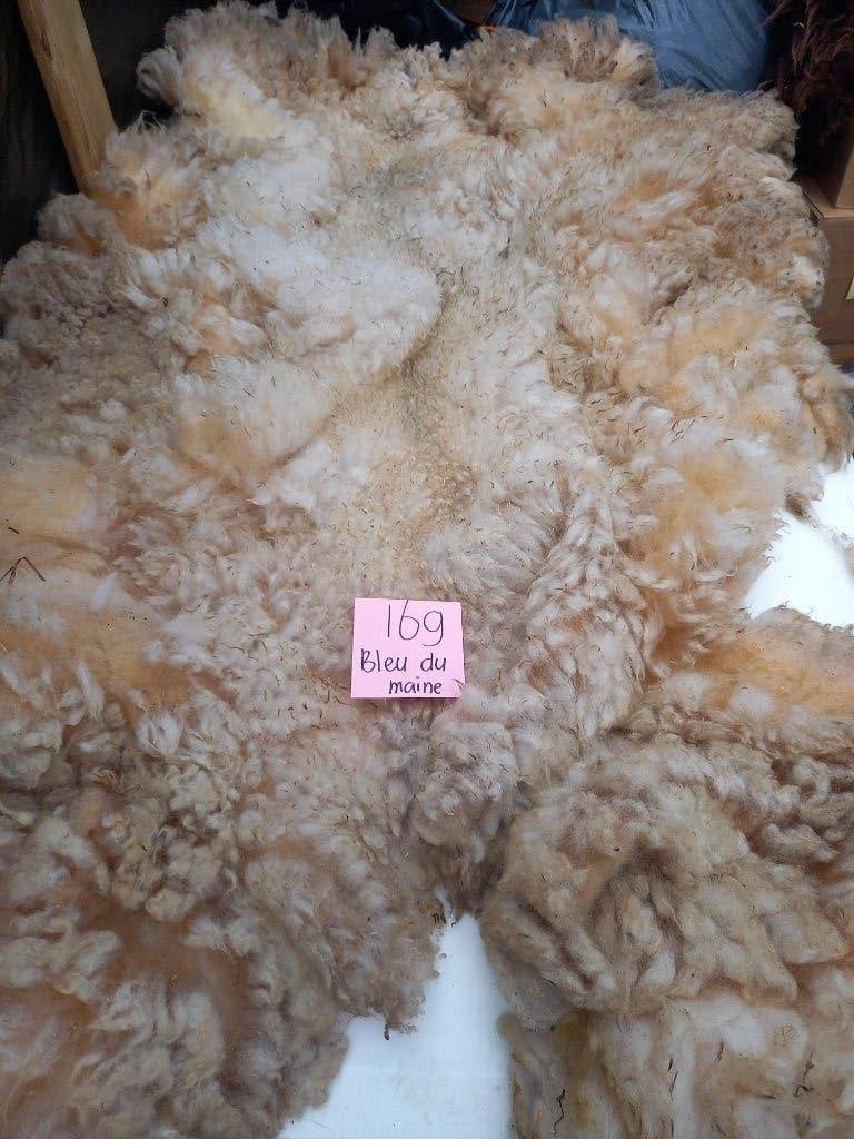 nr 169 Geschoren vacht van een Bleu du Maine schaap, Ophalen of Verzenden, Nieuw