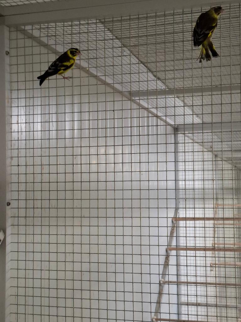 Koppel himalaya groenlingen, Dieren en Toebehoren, Vogels | Overige Vogels, Meerdere dieren, Wildzangvogel, Geringd