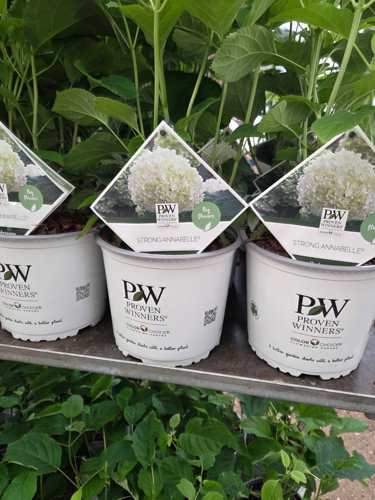 strong annabelle, Ophalen, Hortensia, Struik, 100 tot 250 cm