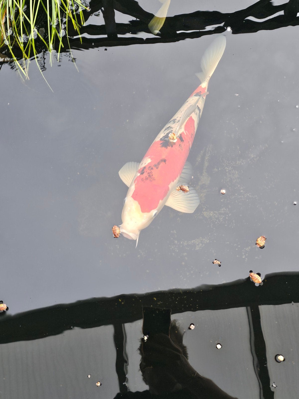 koi karpers, Dieren en Toebehoren, Vissen | Vijvervissen, Karper of Koi