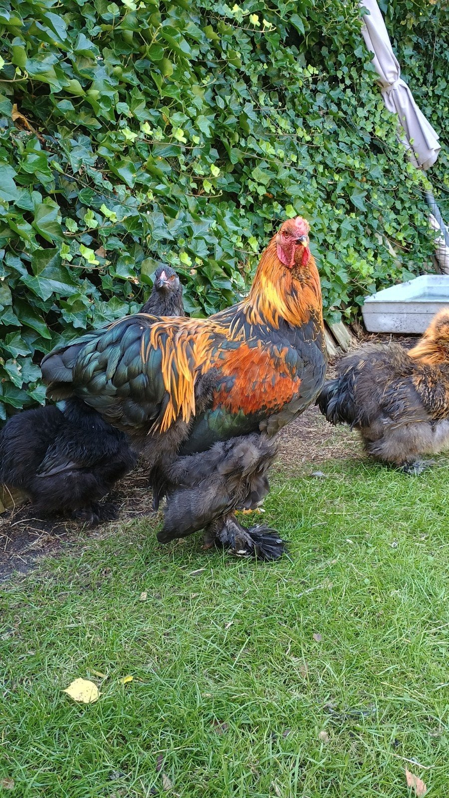 Mooie lieve grote Brahma haan., Dieren en Toebehoren, Pluimvee, Mannelijk, Kip
