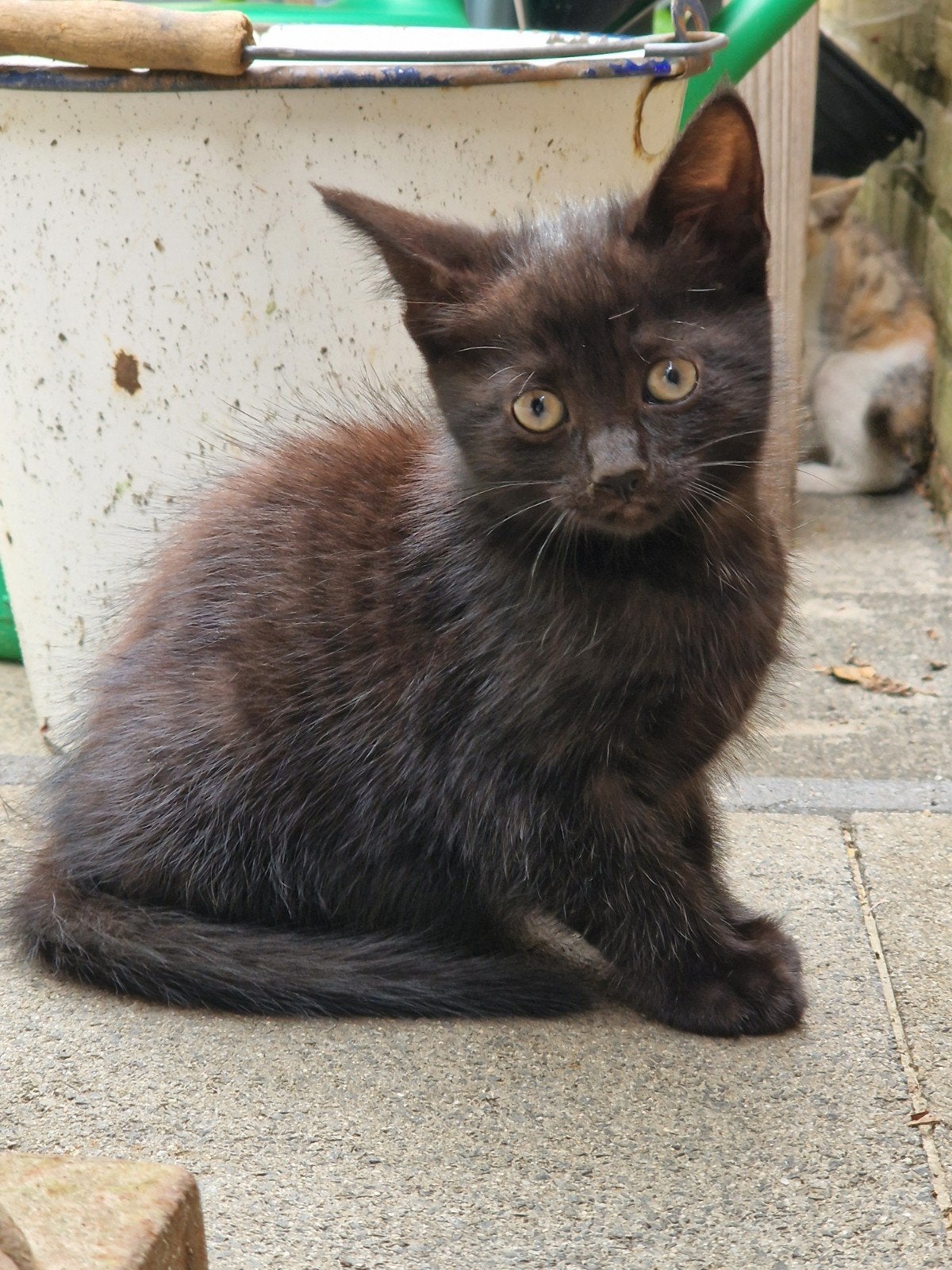 Kitten zoekt nieuw baasje, Meerdere dieren
