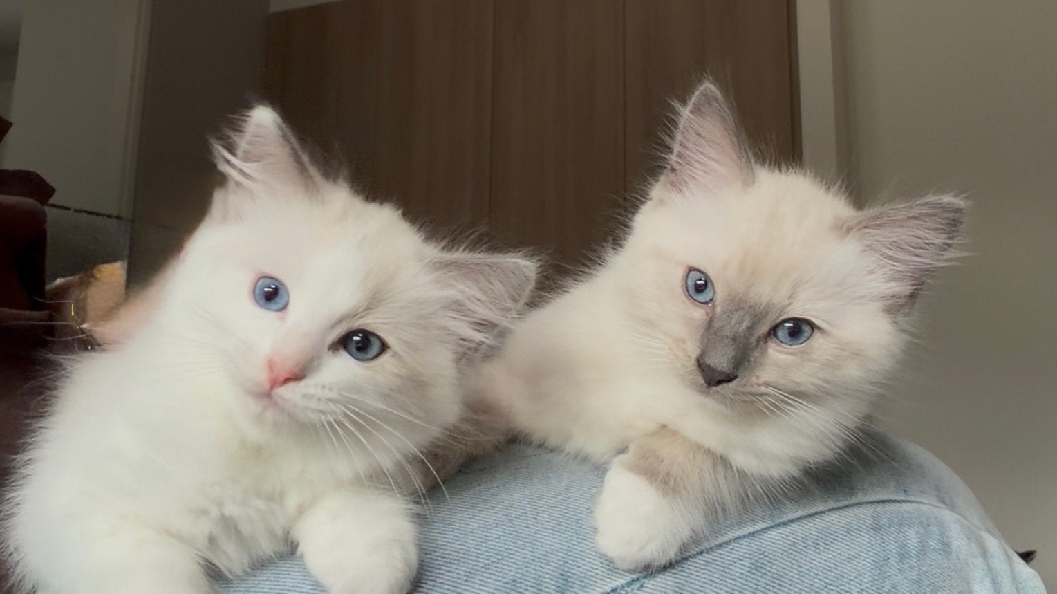 Knappe ragdolls te koop, Meerdere dieren, Ontwormd, 0 tot 2 jaar