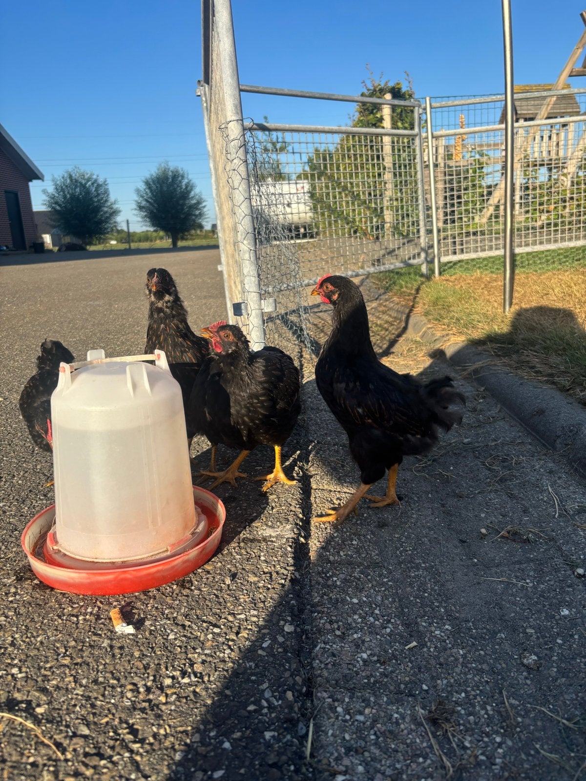 Barnevelder hanen, Mannelijk, Kip