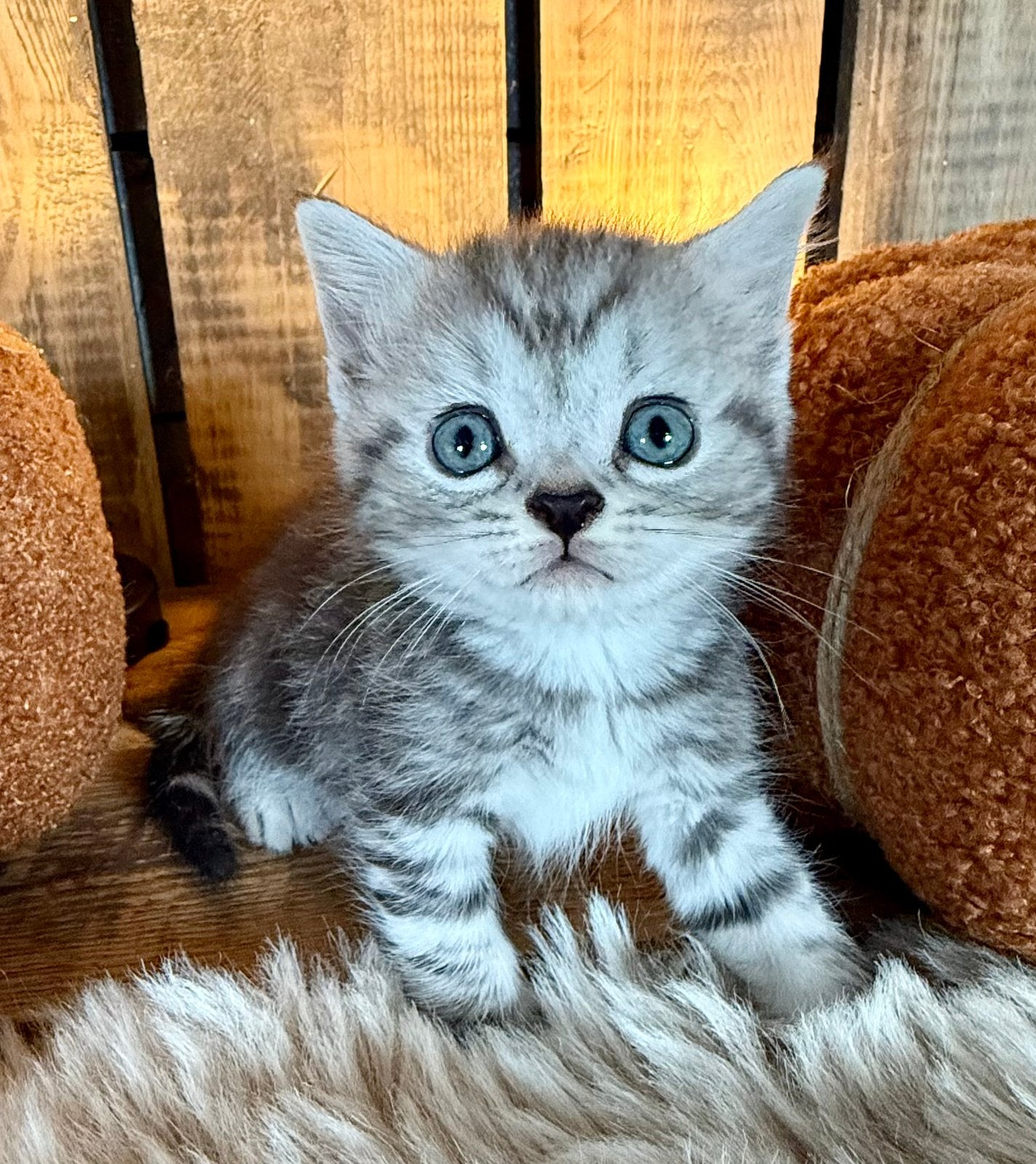 🩷💙 unieke lieve Britse korthaar kittens met stamboom🩷💙, Meerdere dieren, Met stamboom
