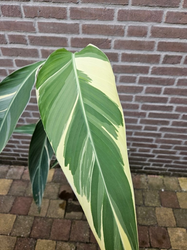 Canna 'Stuttgart', Ophalen, Overige soorten, Volle zon