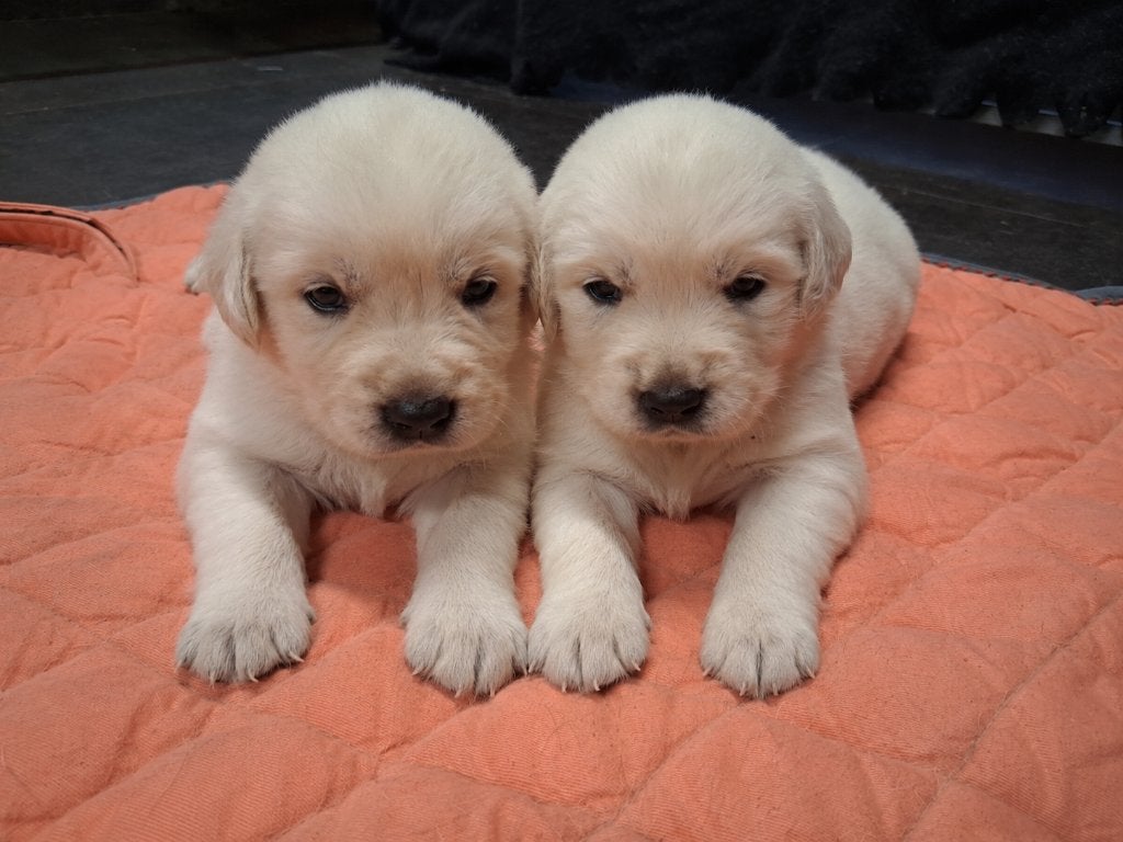 Golden retriever pups, Dieren en Toebehoren, Overige rassen, 8 tot 15 weken, Parvo, Meerdere