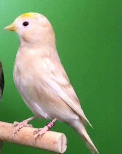 Noordse barmsijzen gevraagd, Dieren en Toebehoren, Vogels | Overige Vogels, Meerdere dieren, Wildzangvogel, Geringd