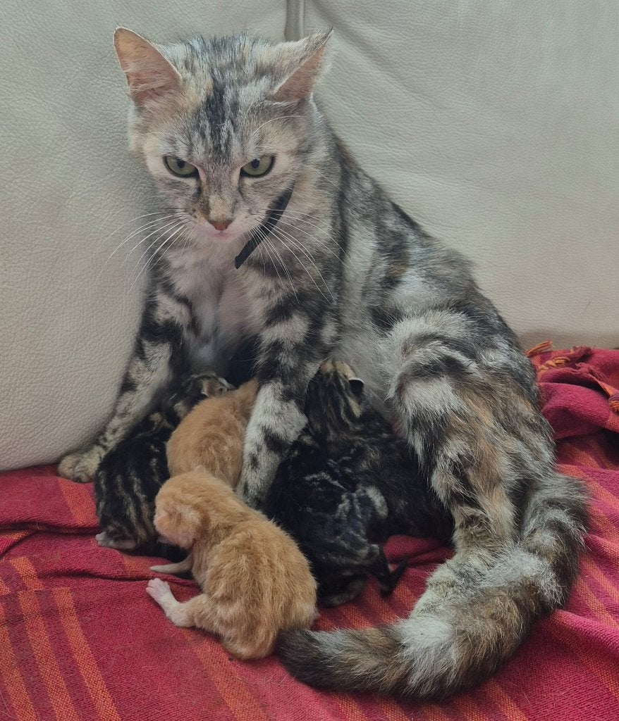 Mix van Savannah en Maine Coon kitten, Meerdere dieren