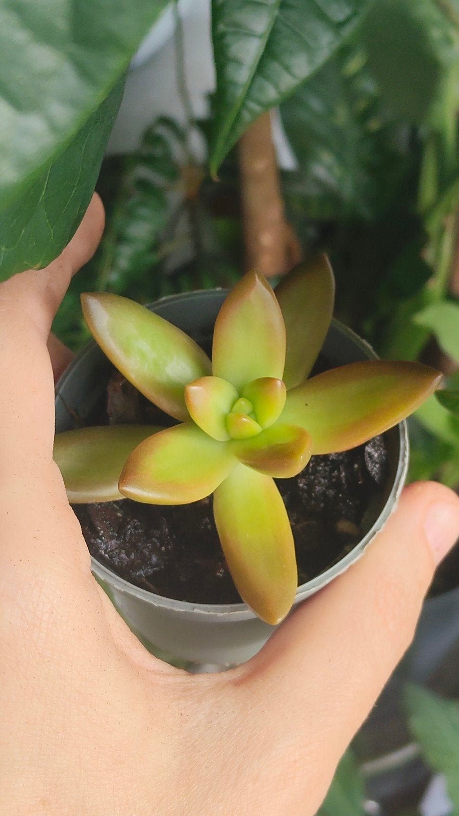 Sedum Adolphi, Vetplant, Ophalen of Verzenden, In pot, Minder dan 100 cm