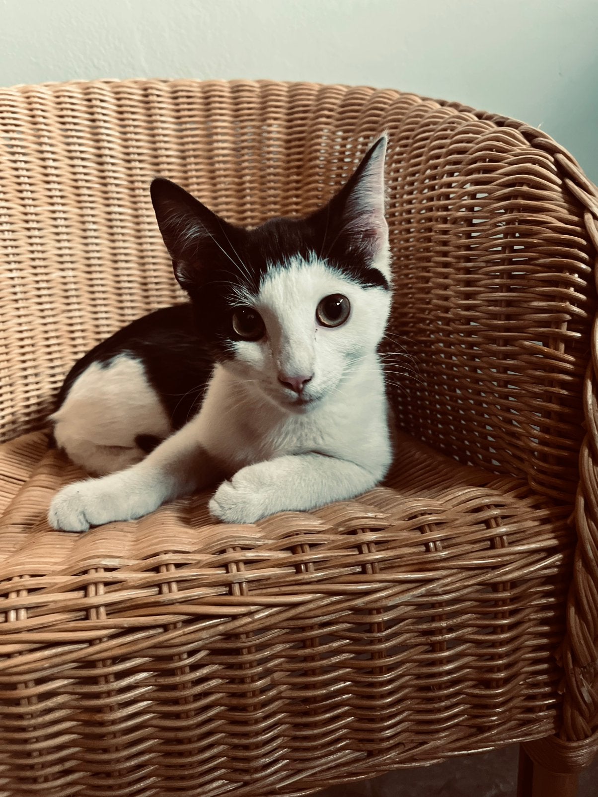 🤍Super lieve kittens zoeken foreverhome🤍, Kater, Kortharig, 0 tot 2 jaar