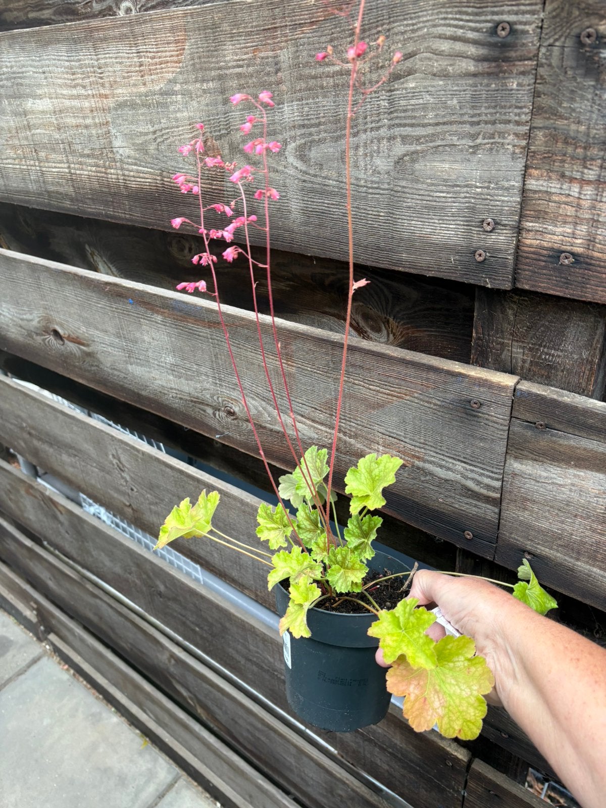 Heuchera / Purperklokje, Ophalen, Overige soorten, Volle zon