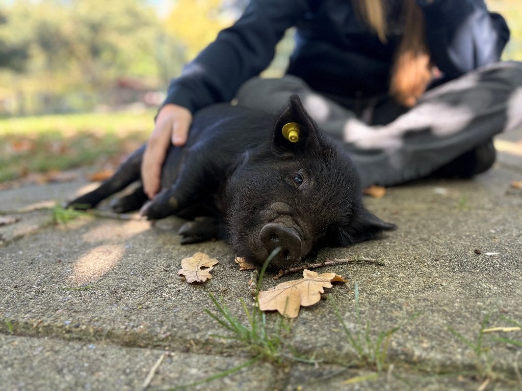Kune kune biggen (stamboek), Dieren en Toebehoren, Meerdere dieren, Varken, 0 tot 2 jaar