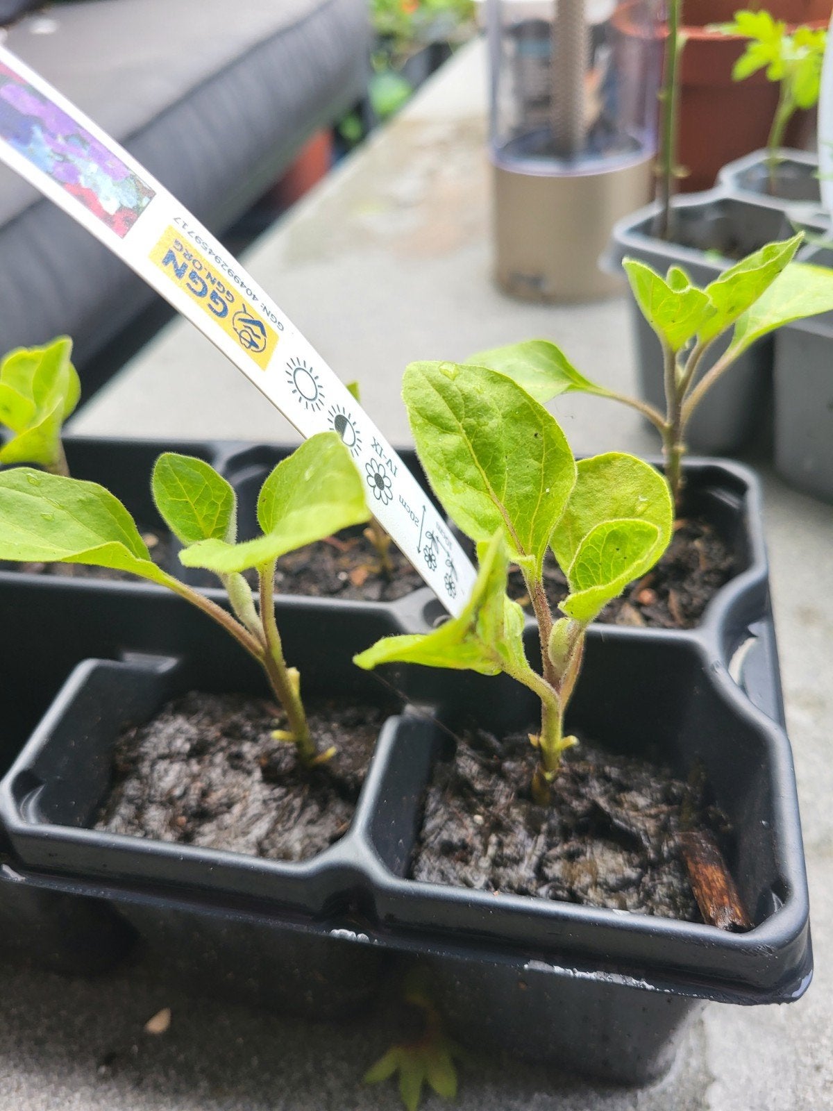 9 Aubergine stekjes!, Tuin en Terras, Planten | Tuinplanten, Ophalen