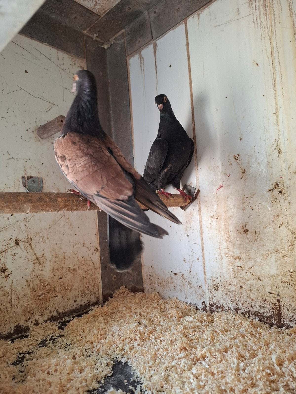 Koppel sierduiven, Meerdere dieren, Overige soorten