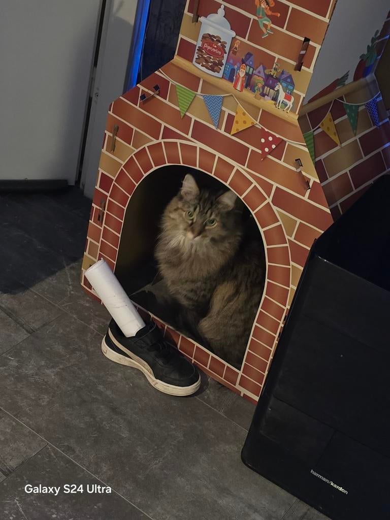 Lieve poes zoekt nieuw huisje, Dieren en Toebehoren, Katten en Kittens | Overige Katten, Poes, Langharig, 6 jaar of ouder