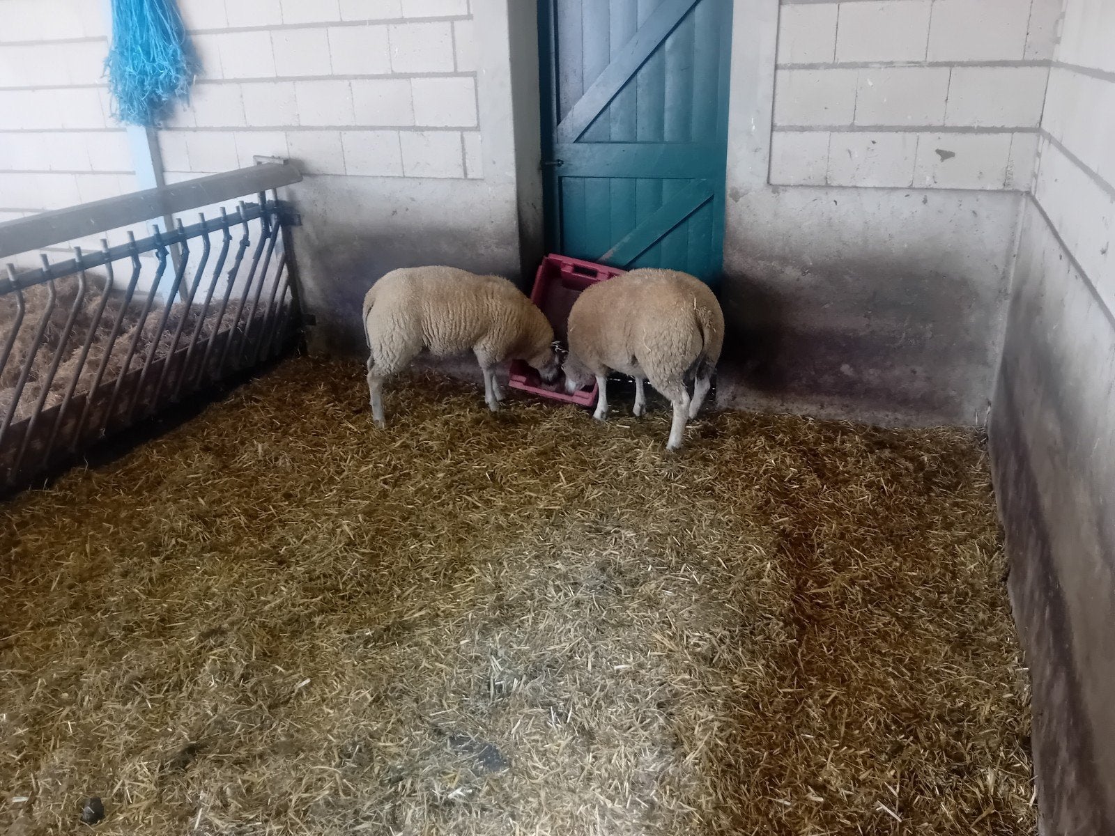 Te koop mooie dekrammen., Dieren en Toebehoren, Schapen, Geiten en Varkens, Mannelijk, Schaap, 0 tot 2 jaar