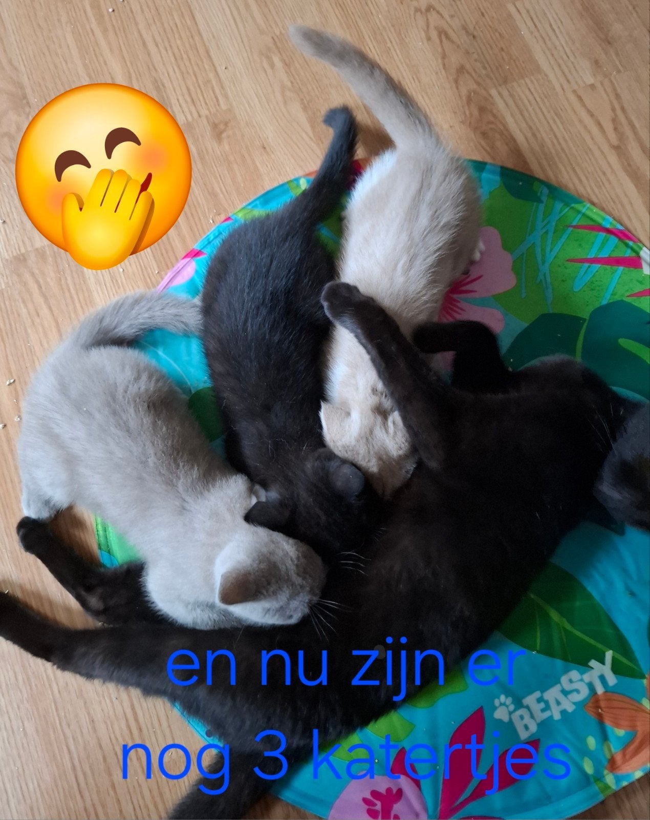 Lieve gezonde Britse korthaar kittens!!, Meerdere dieren, Ontwormd
