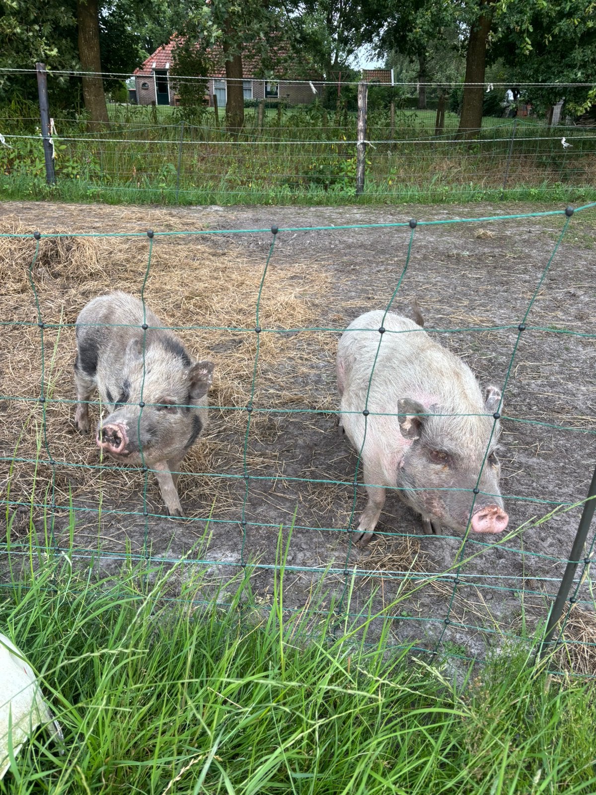 Varkens, Vrouwelijk, Varken, 3 tot 5 jaar