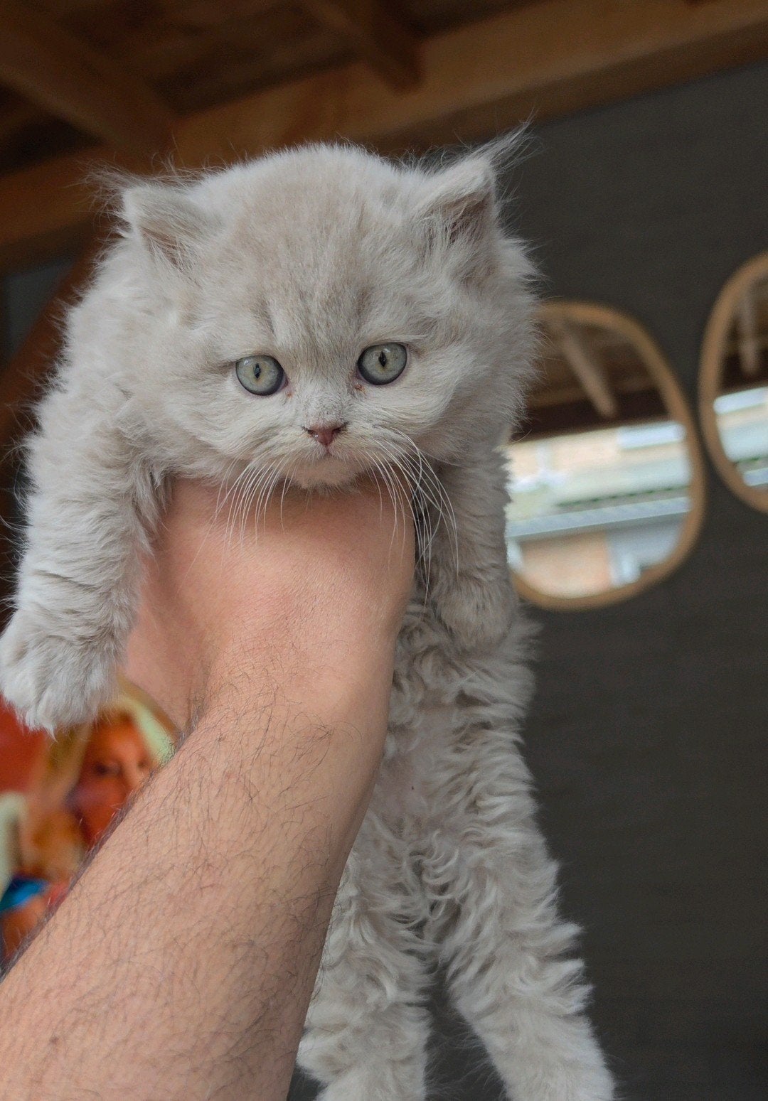 Britse korthaar , Prachtige blauwe & lilac kittens, Meerdere dieren