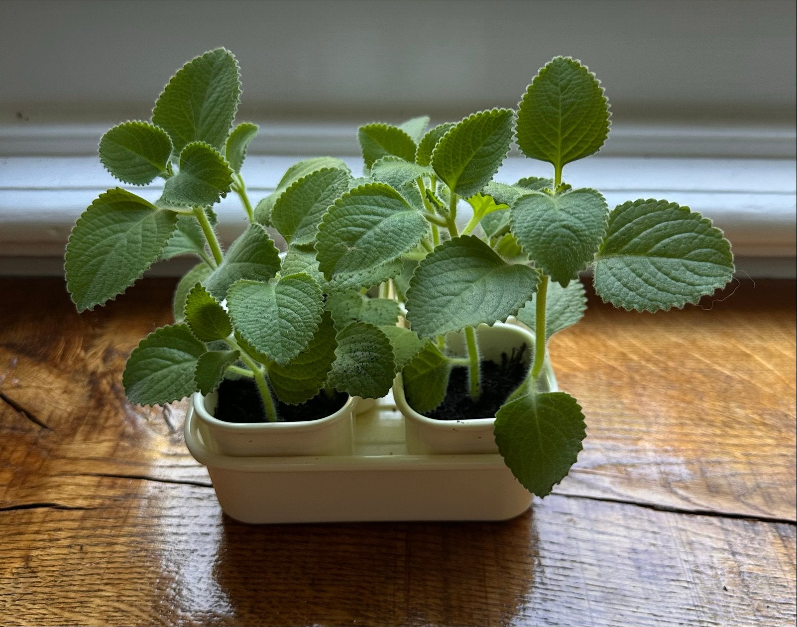 Indiase Borage / Cubaanse Oregano stekjes, Overige soorten, In pot, Minder dan 100 cm, Groene kamerplant