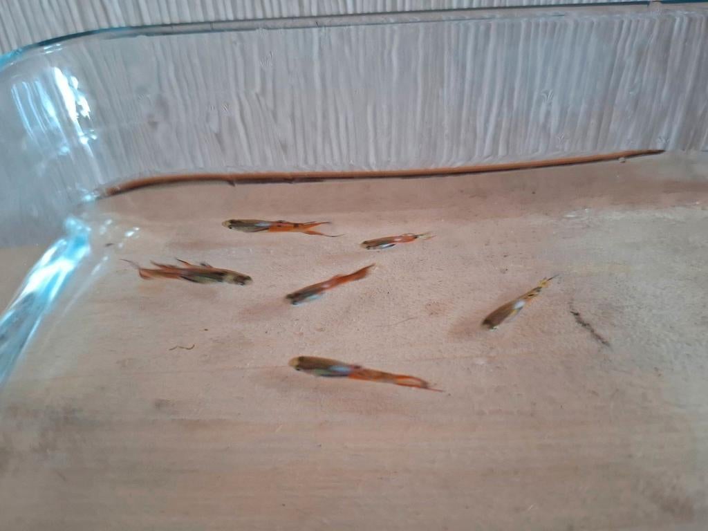 Endler guppies, Dieren en Toebehoren, Vissen | Aquariumvissen